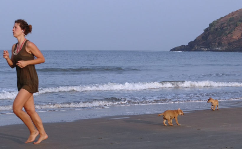 Dogs in the beach